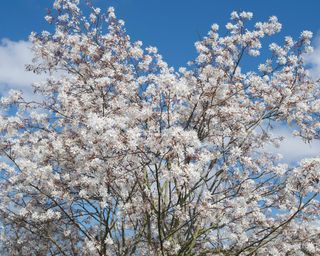 Allegheny serviceberry tree in flower