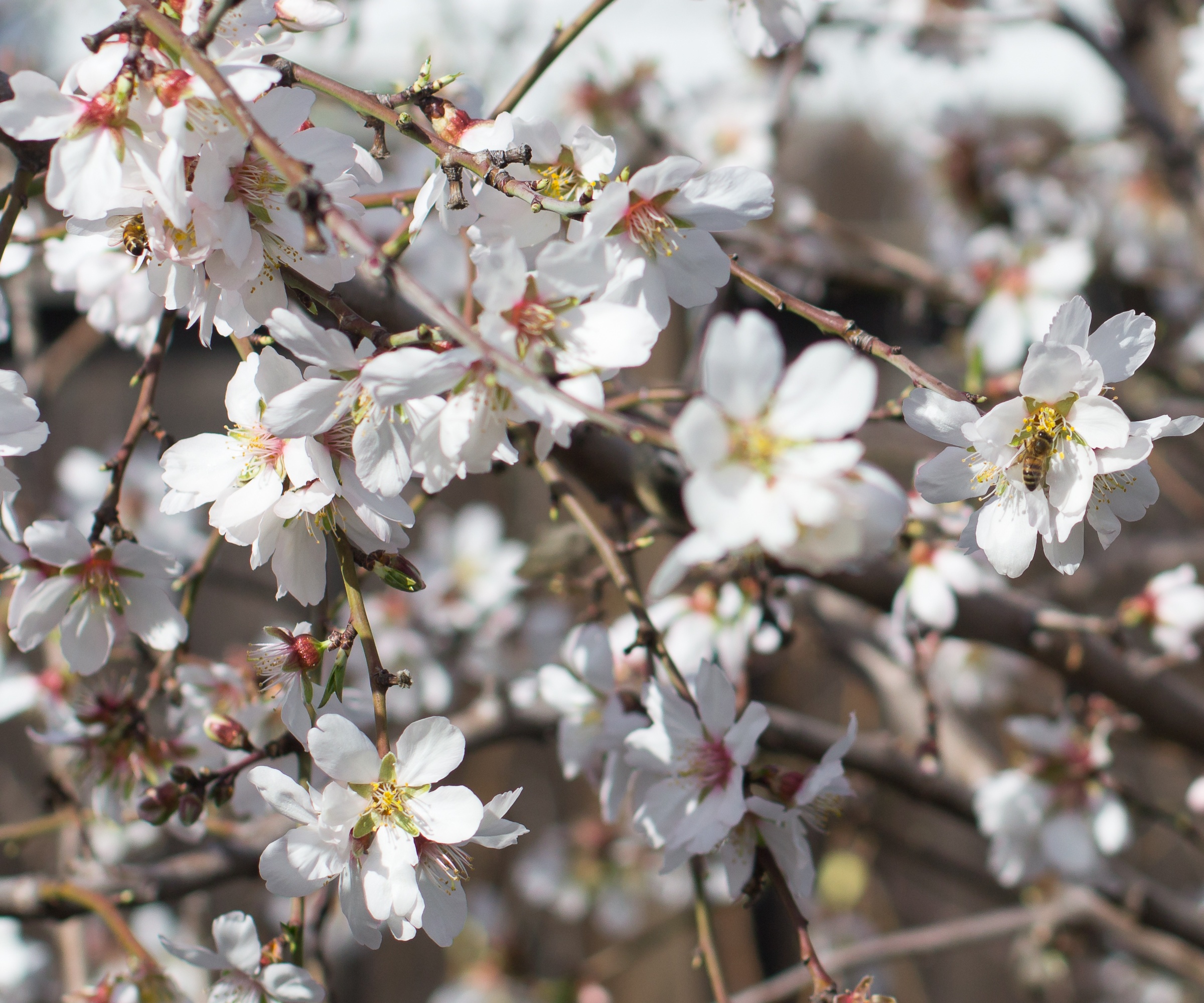 White 'Santa Rosa' plum blossom with a foraging bee