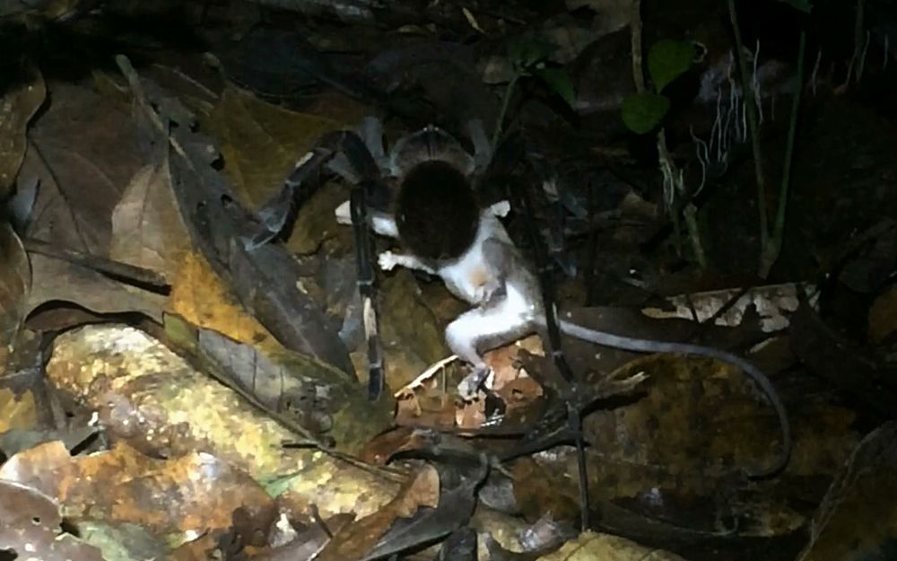 A tarantula in the genus Pamphobeteus preys on a mouse opossum in the genus Marmosops.