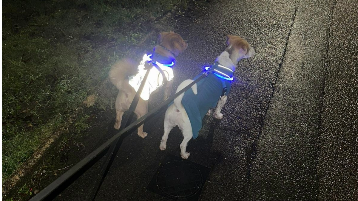 Chloe's two dogs being walked while wearing the Proviz Reflect 360 dog coat and Goldpaw Stretch Fleece, the best dog coats