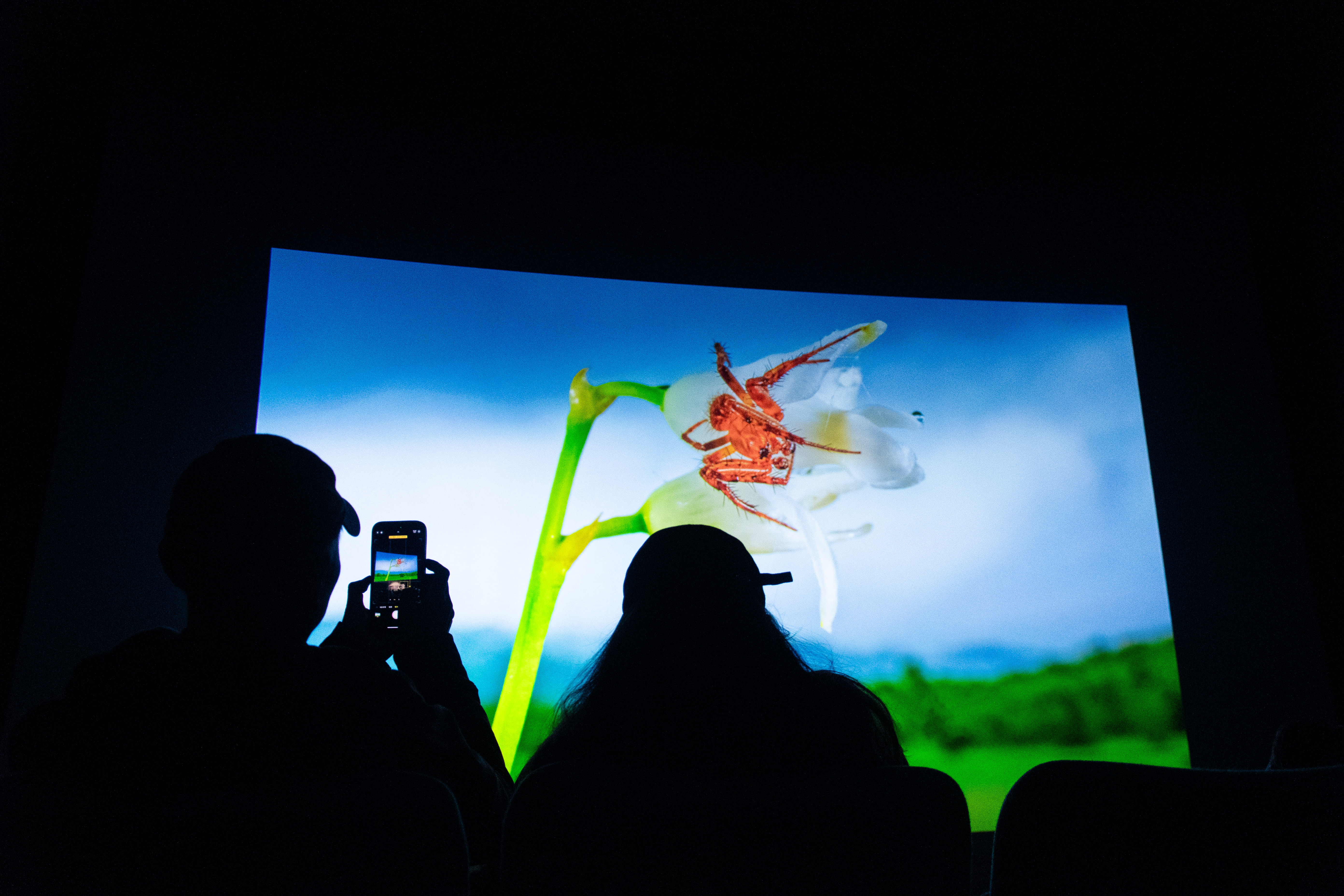 WildPhotos screen with an image of a flower with a spider in it