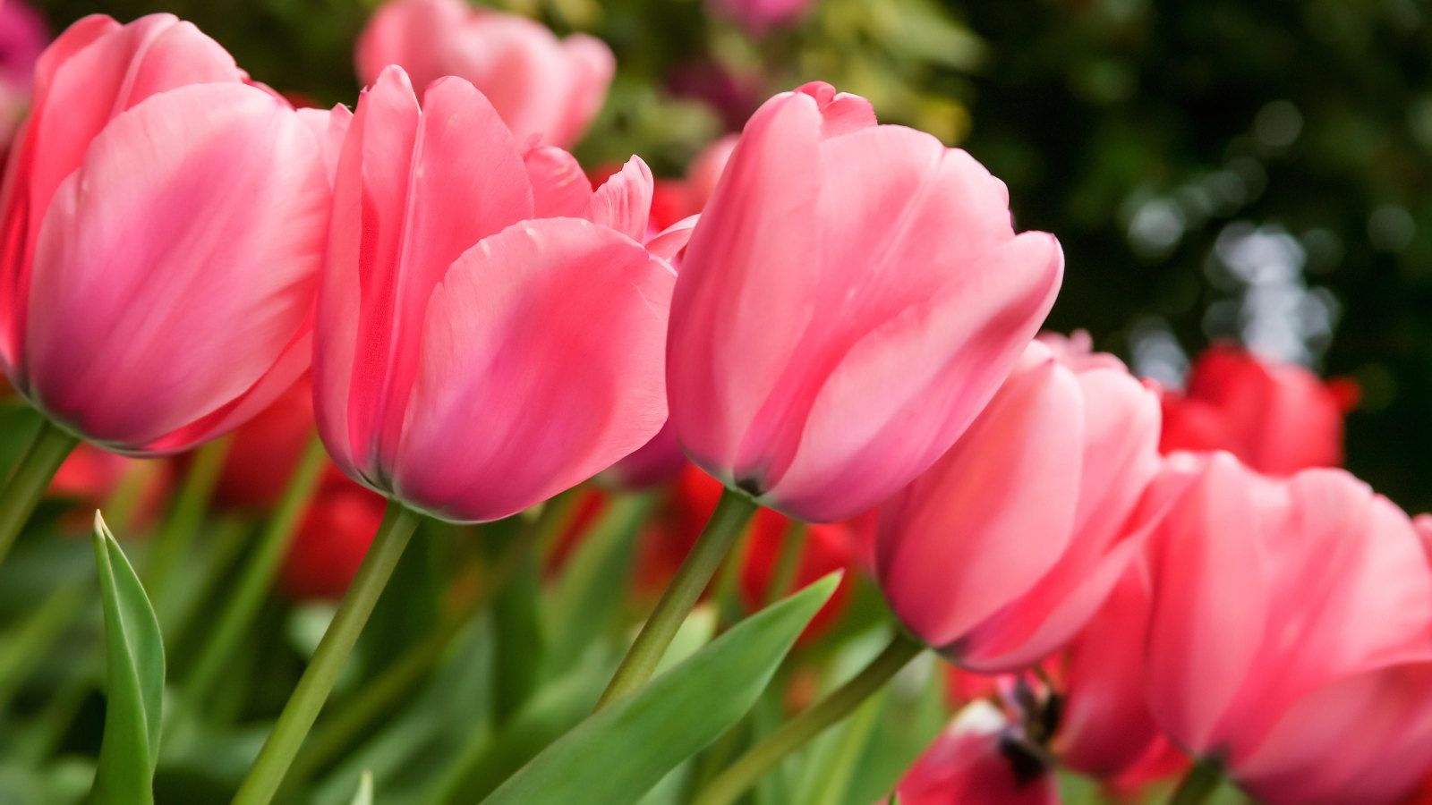 It's Not Too Late to Plant Tulips in December – Better to Take a Chance Than Not Do It at All, Says a Gardening Expert