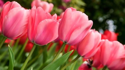 Pink tulips are in flower at Roozengaarde in Mount Vernon, Washington, USA