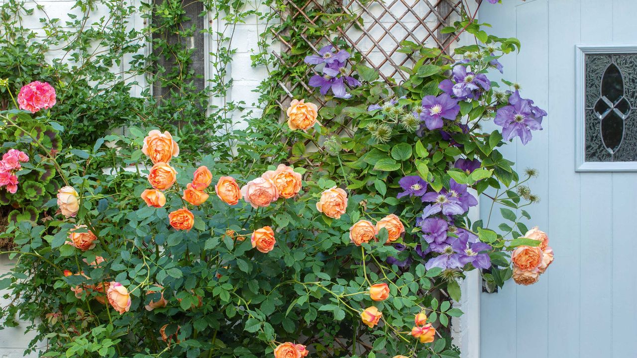 flowery trellis ideas for gardens