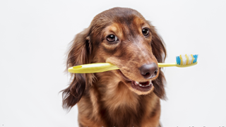 Daschund holding the best dog tootbrush between his teeth with white background