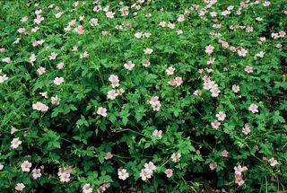 best ground cover plants: Geranium endressi