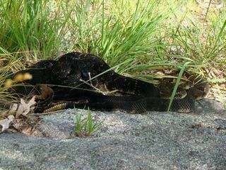 Pregnant female timber rattlesnakes cluster together at birthing rookeries in New York state.