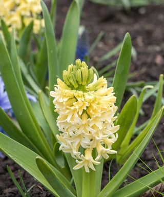 City of Haarlem pale yellow hyacinth