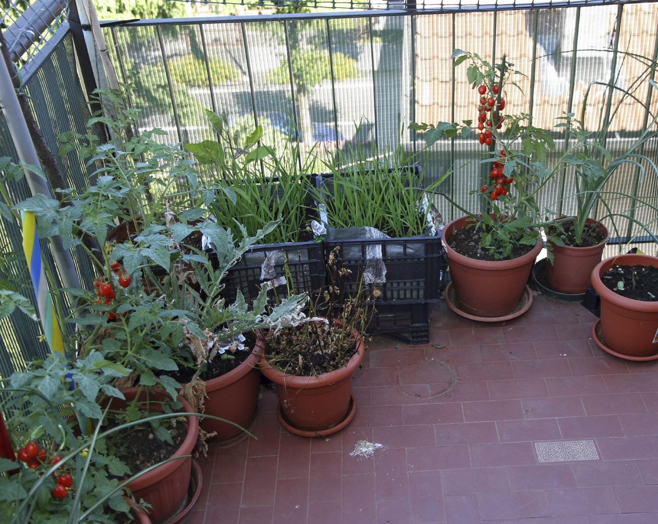 Potted Plants on Apartment Balcony