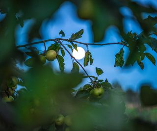view of moon through an apple tree