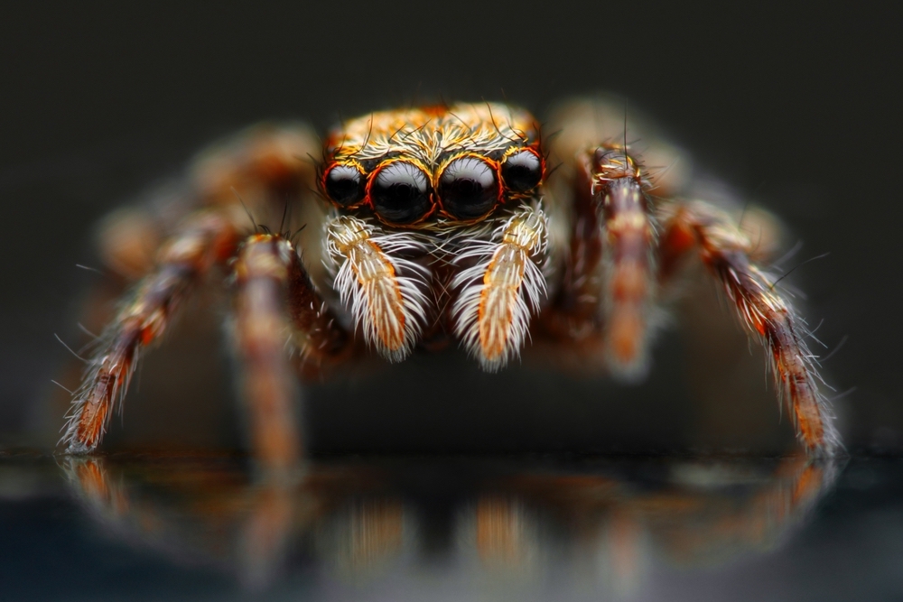 Australian man screaming at spider 'why don't you die?' triggers