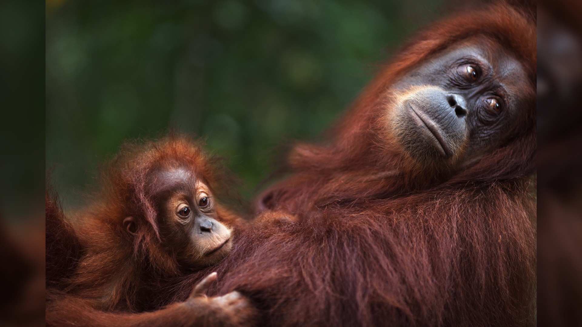A baby Sumatran Orangutan cuddling its mother.