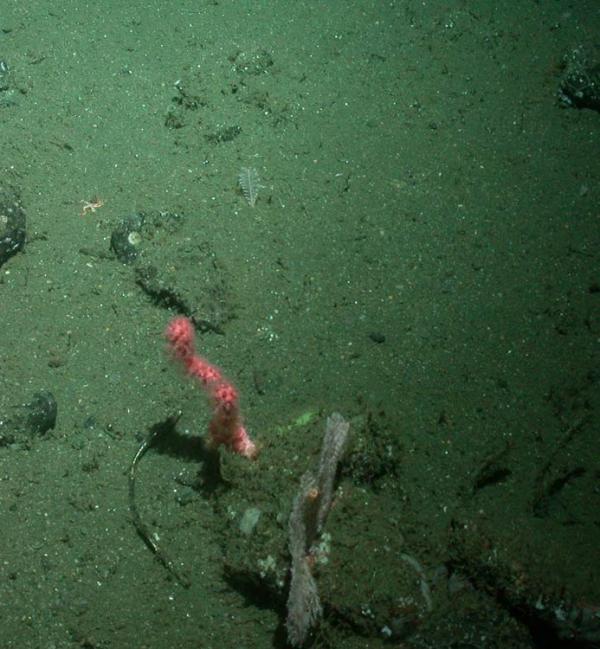 Bubble-gum coral and feather-like sea pen (top).