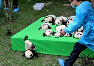 Panda cubs on display at a breeding center in Chengdu, China, on Sept. 23. 2016.
