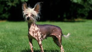 Chinese Crested Dog