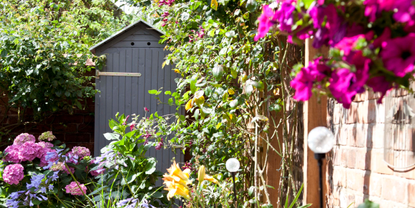 Summer garden with trailing flowering plants against brick wall, hydrangea plant and grey shed