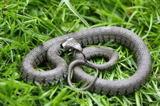 grass snake, endangered species