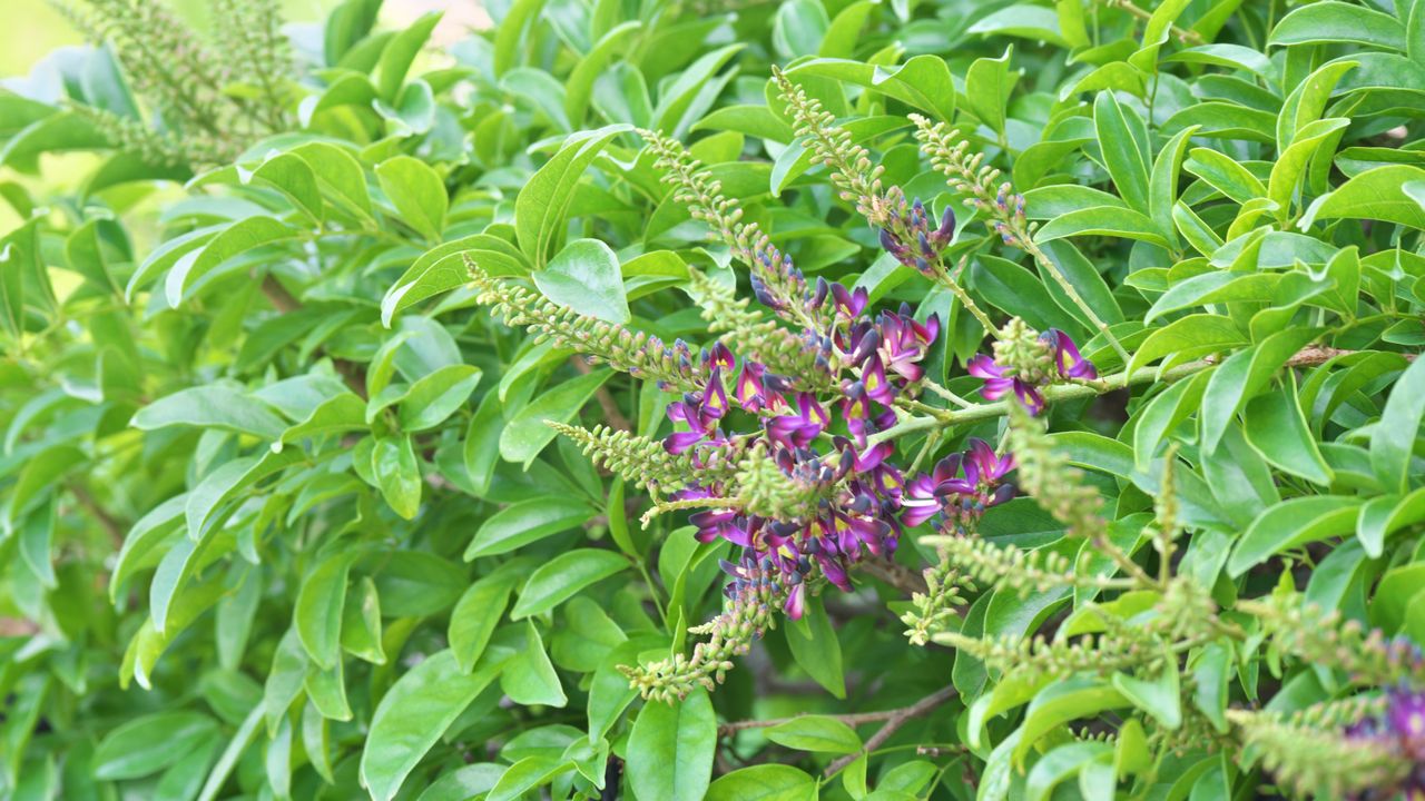 Dark purple flowers surrounded by green leaves