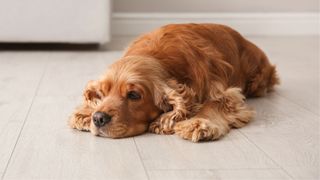 Dog lying down on floor