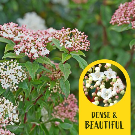 6 Spring Bouquet Viburnum Plants in 3.5&amp;quot; Cubes | Live Evergreen Shrub With Fragrant Pink-White Flowers | Landscape Plant for Hedges, Borders &amp;amp; Containers (viburnum Tinus 'spring Bouquet')