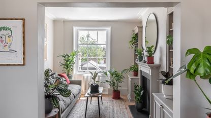 houseplants and indoor trees from Leaf Envy 