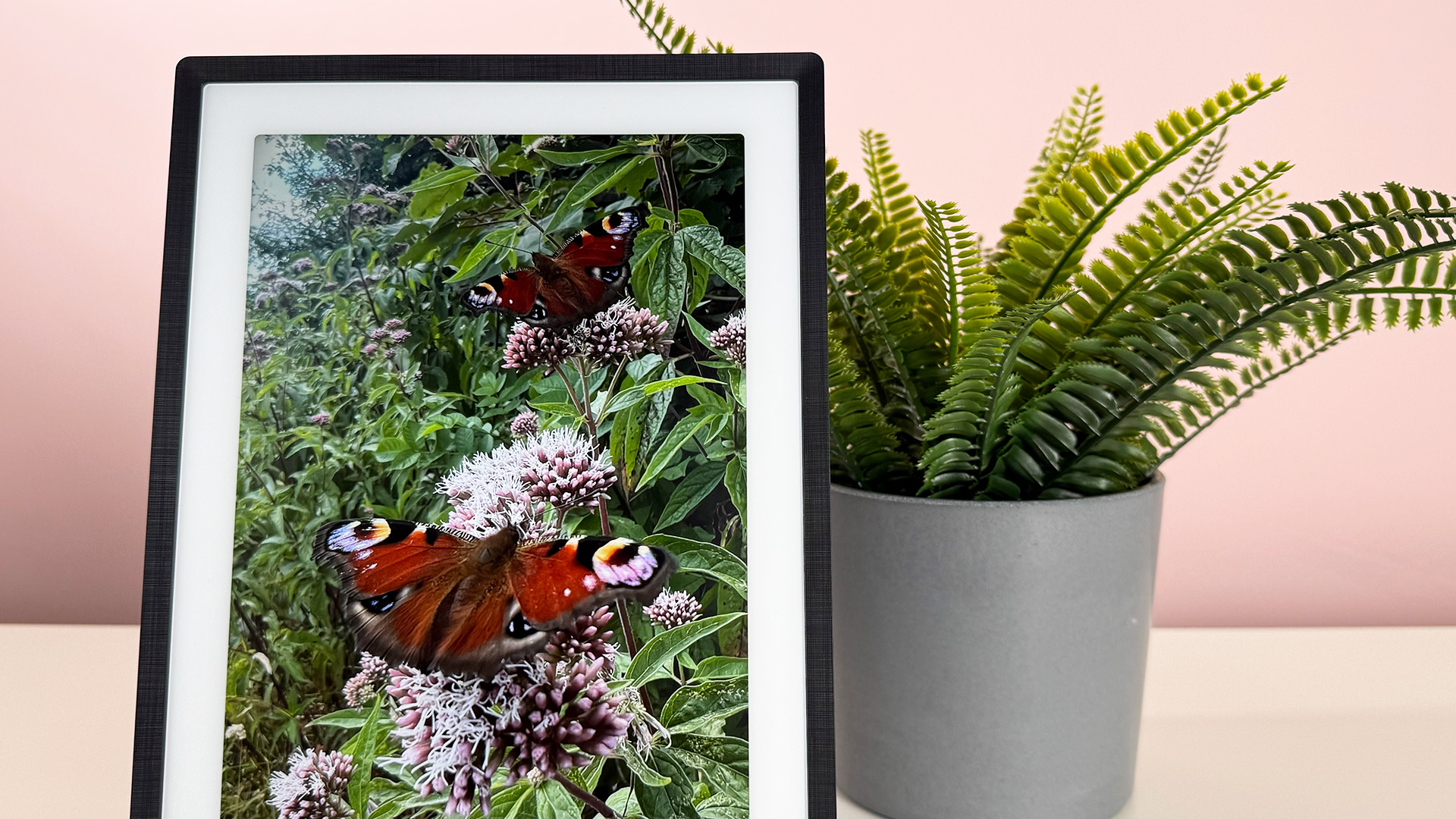 An image of a brightly colored European peacock butterfly splaying its wings on the Pexar 11-inch Digital Picture Frame in vertical orientation.