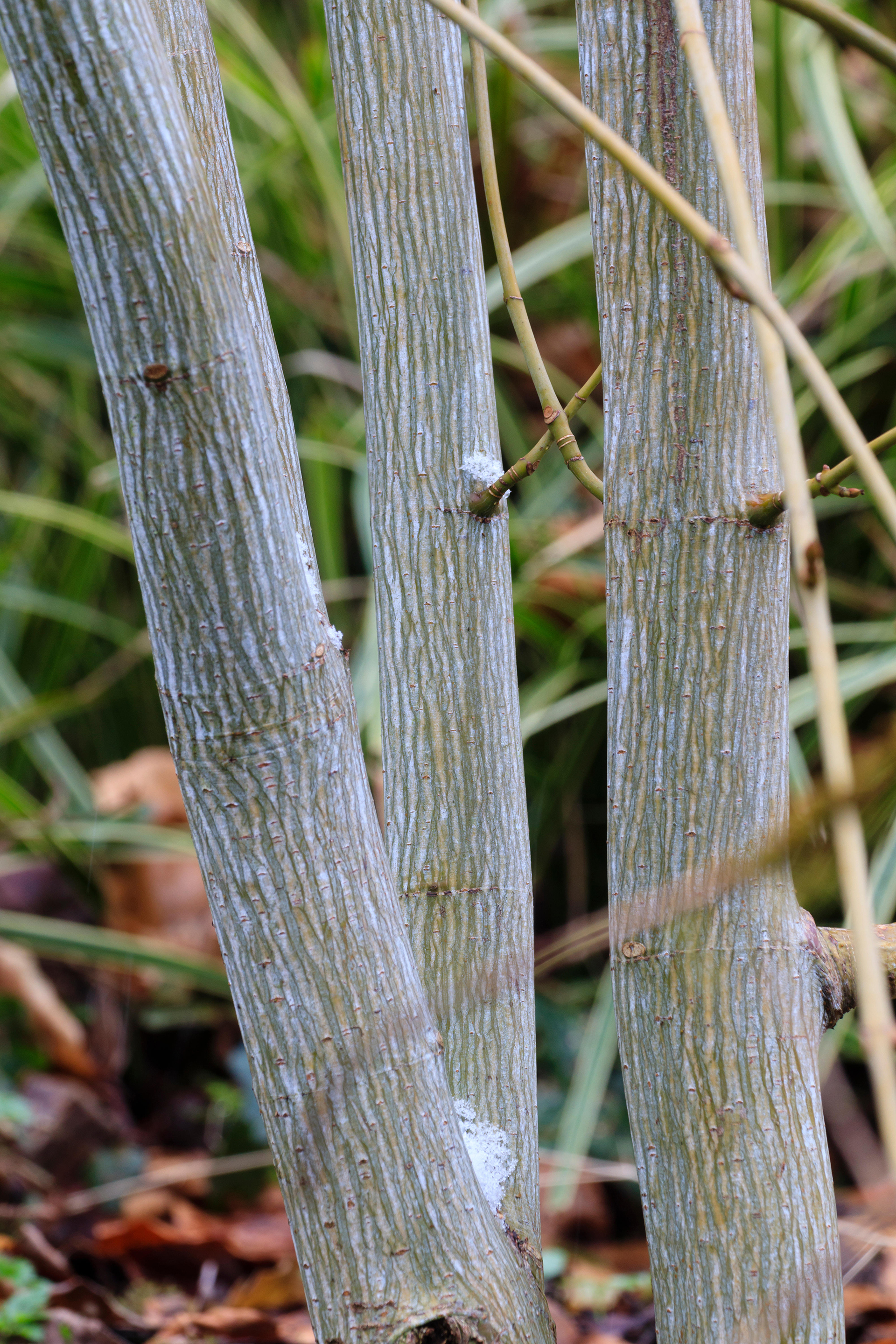 closeup of Acer tegmentosum 'White Tigress in a winter garden