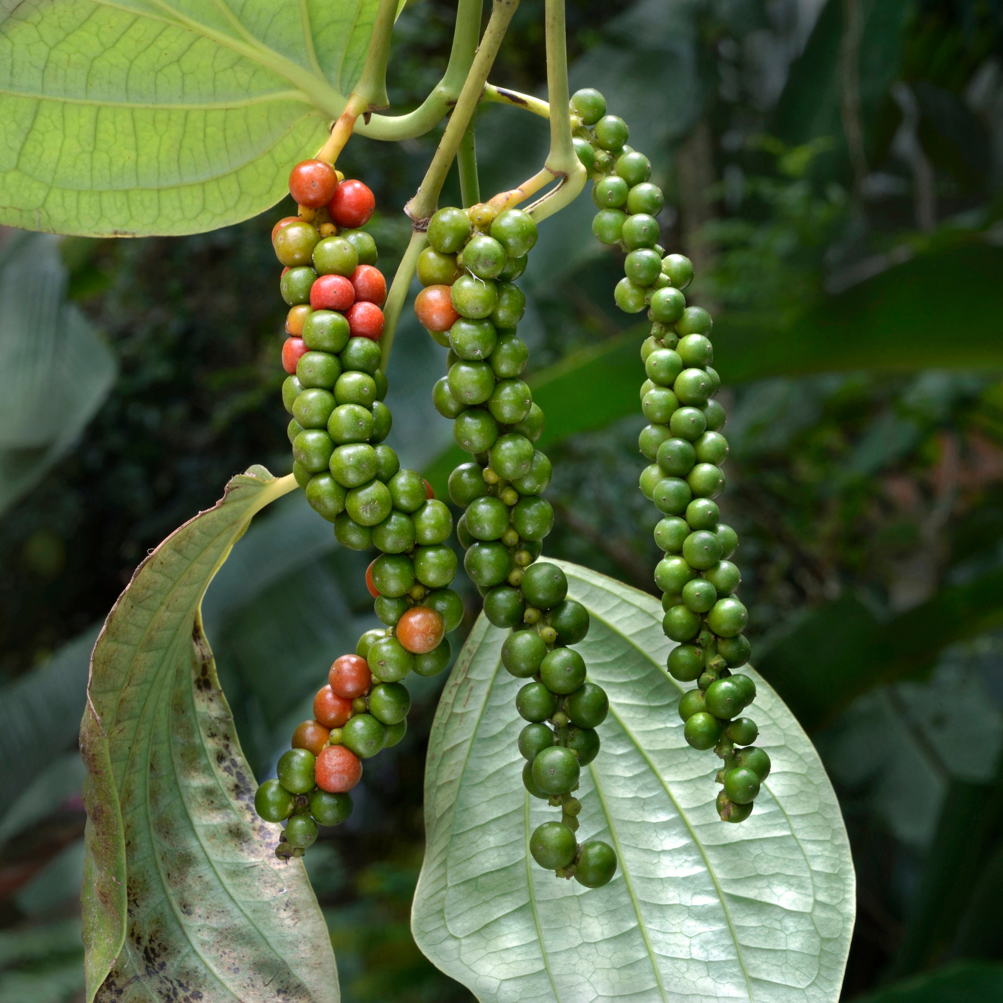 black pepper plant