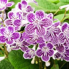 Cape primrose Streptocarpus flowers