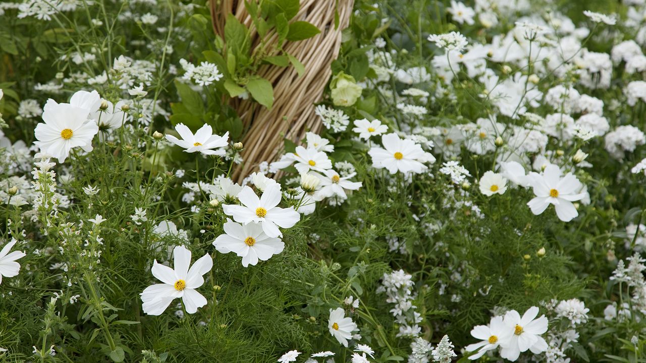 White cosmos and wildflowers growing in a border