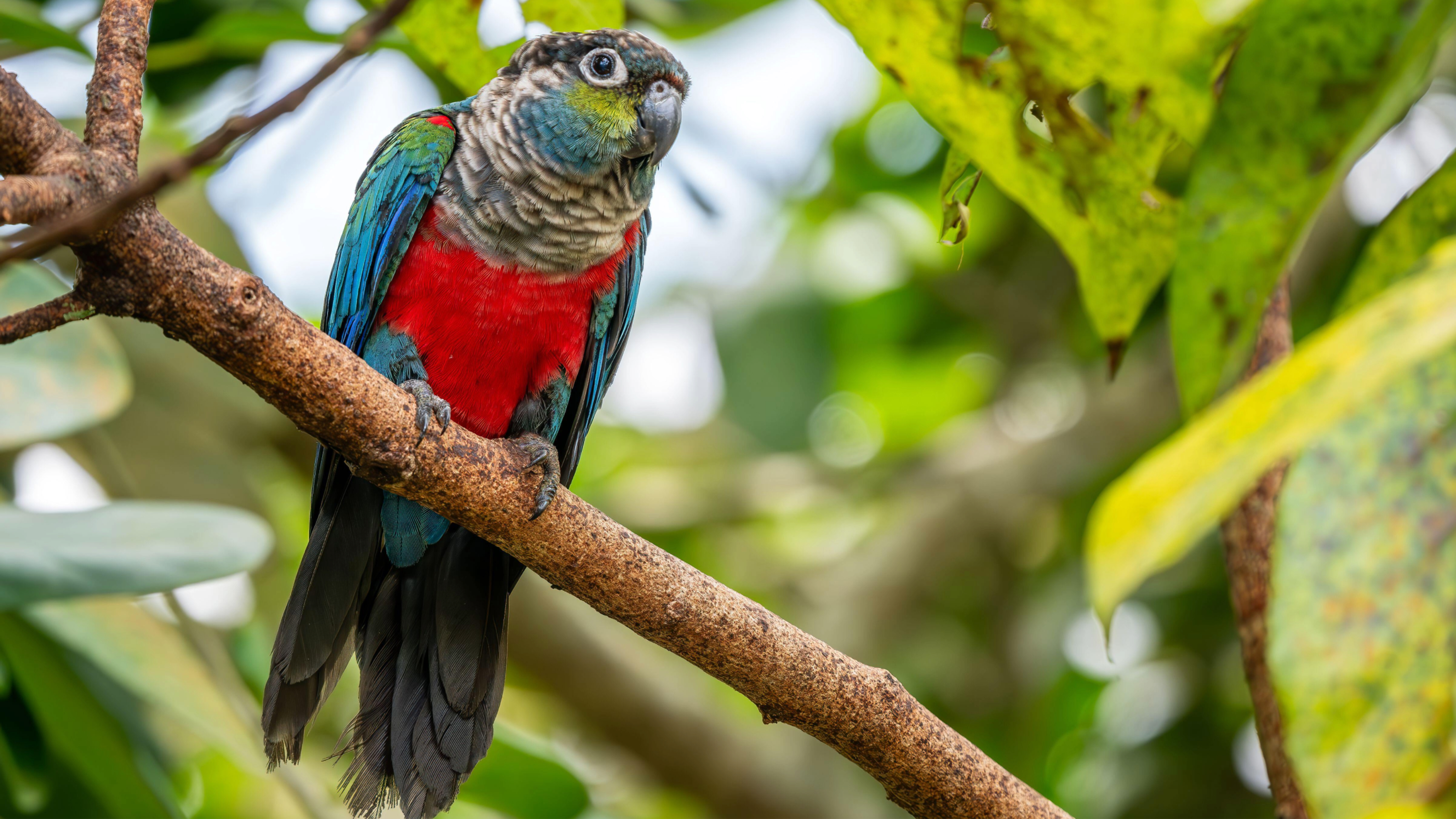 Crimson-Bellied Conure