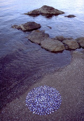 Environmental art consisting of empty mussel shells arranged on the beach.