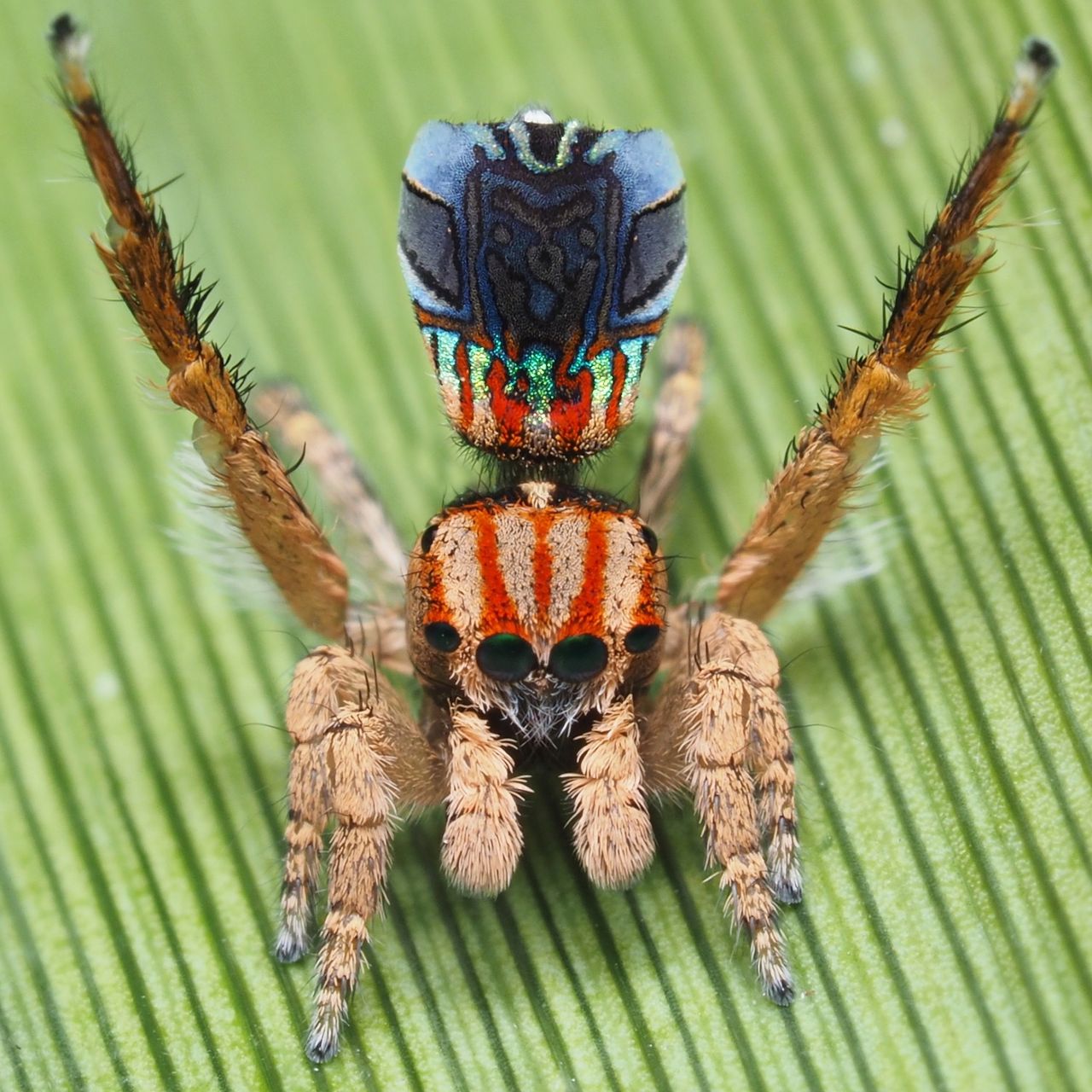 The peacock spider Maratus azureus