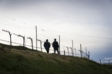Gagnon and Kennedy walking the vineyards