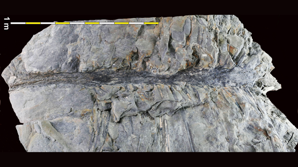 'We were gobsmacked': 350 million-year-old tree fossils are unlike any ...