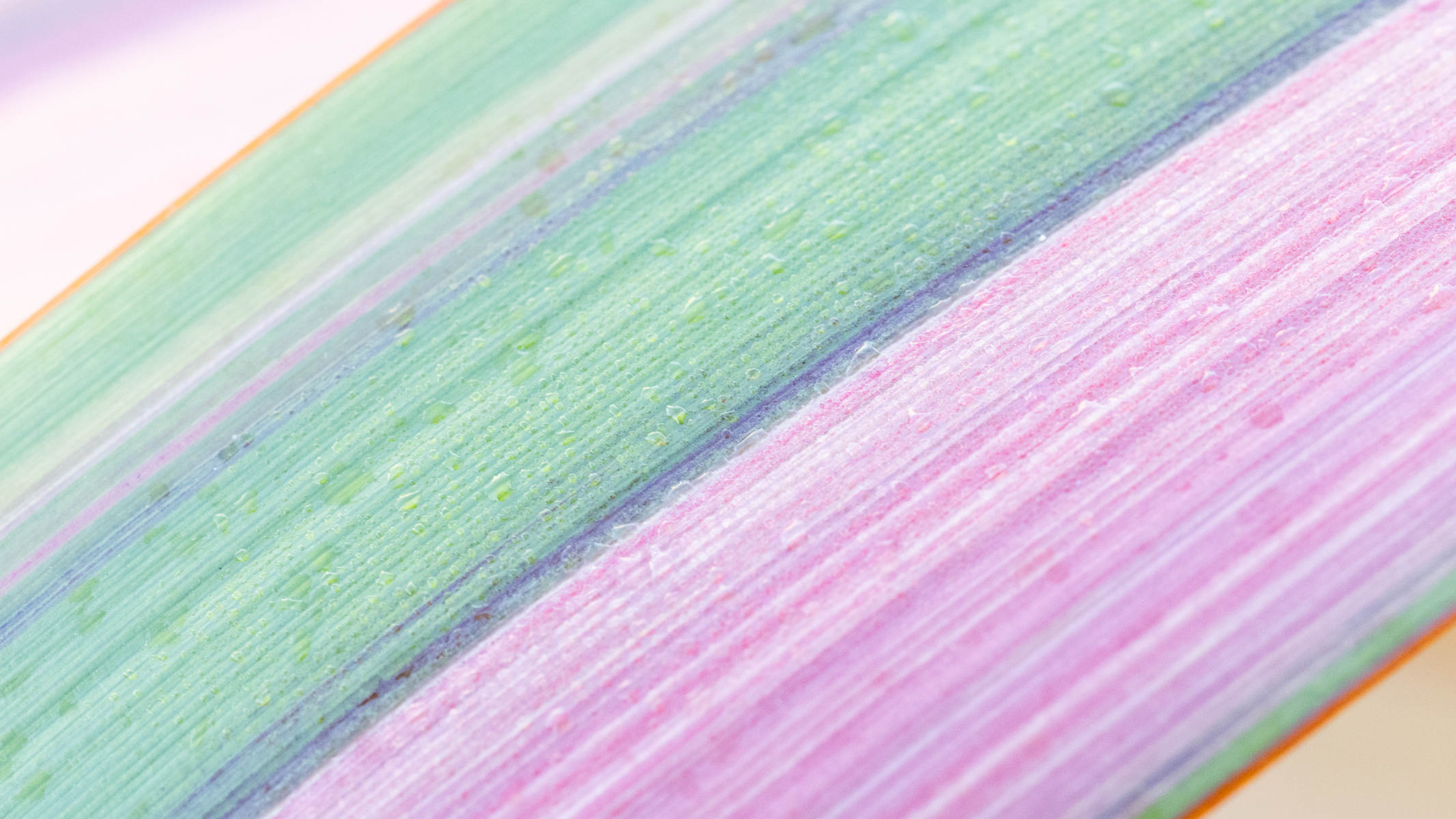 textures on a plant