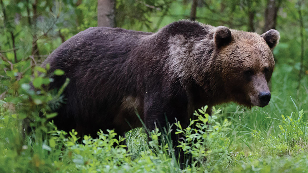 A bear in the woods in Estonia