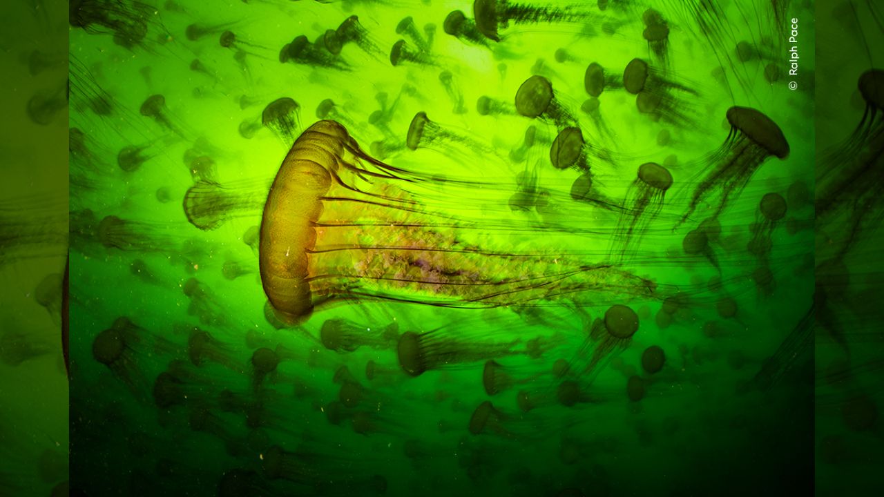 A swarm of jellyfish.
