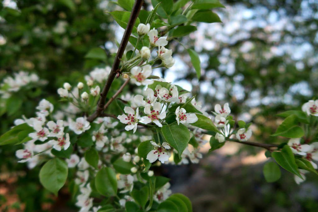 Korean Sun Pear Tree Branch