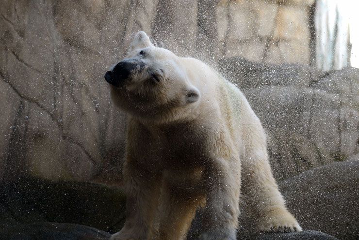 Polar bear