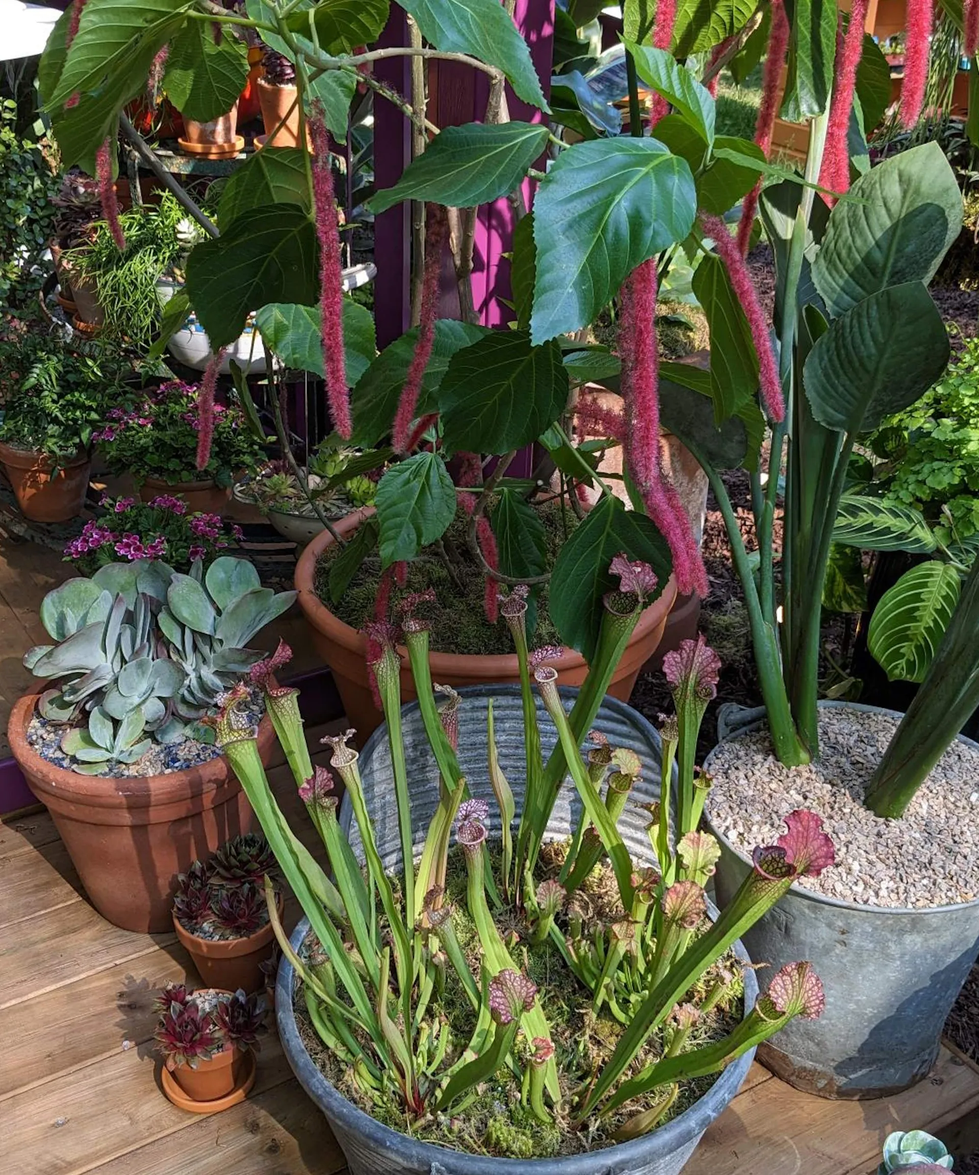 A range of plants in lightweight containers, including carnivorous plants, succulents, and Amaranthus