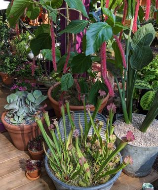A range of plants in containers, including carnivorous plants, succulents, and Amaranthus