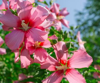 Pink and red hibiscus flowers in bloom