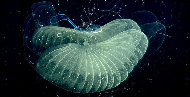 This 2002 photo of a giant larvacean shows the animal (in blue) and the inner filter of its mucous structure it built around itself.