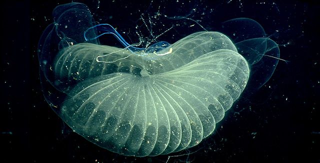 These gorgeous, intricate sea creatures are actually giant blobs of snot