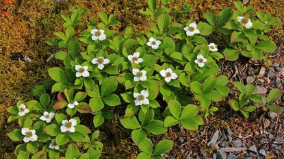 Bunchberry dogwood with white flowers