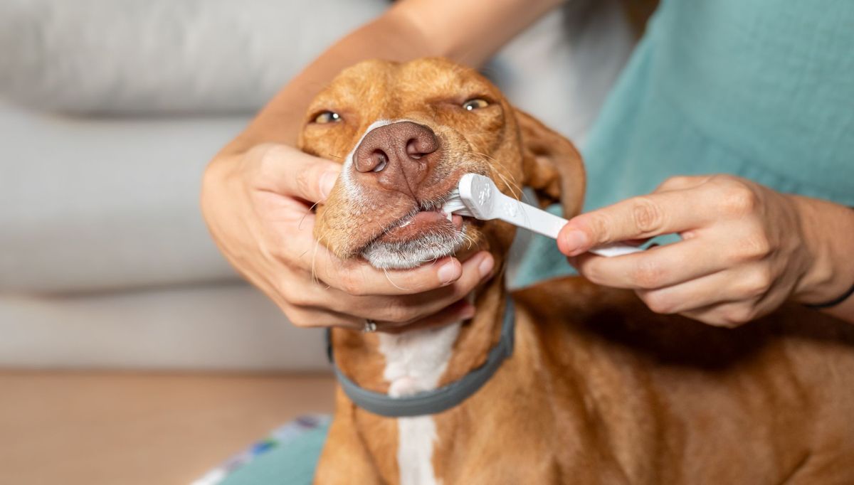 Short-haired orange dog lying in his owner&#039;s lap, looking into the camera having his teeth brushed