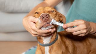 Short-haired orange dog lying in his owner's lap, looking into the camera having his teeth brushed