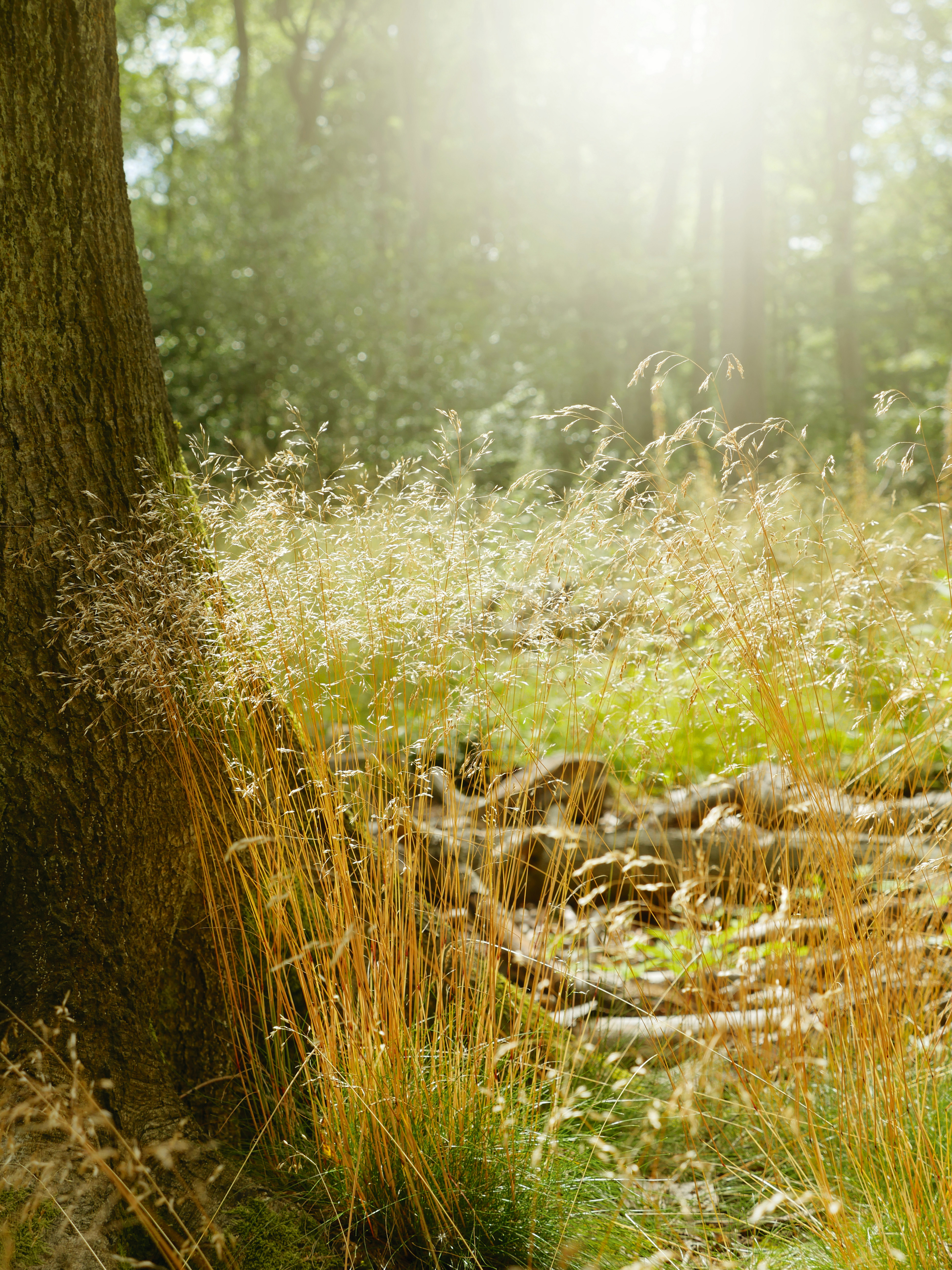 The light was illuminating the grass heads quite nicely, but using the Sun filter has added a flare effect to accentuate the breezy outdoors feeling of the sunlight.