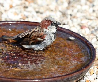 A small saucer made into a bird bath with a sparrow bathing
